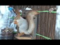 Белка и кормушка. Зарисовка squirrel and feeder. the sketch