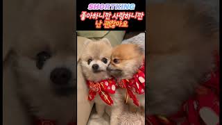 사랑이 아프다 #좋아요 #구독 #댓글 #알람설정 #pets #사랑