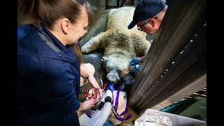 Polar Bear Check Up - Luna and Sakari Yearly Physical Exam