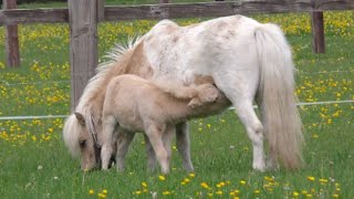 We go to see Two Tiny Shetland Pony Foals.  A Palomino \u0026 a Cremello, 😍