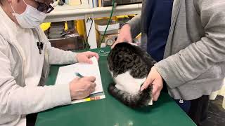 ①日本猫のねるちゃんの診察