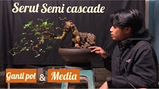 Serut Semi Cascade