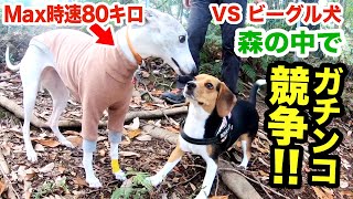 森の中で競争！最速犬 vs ビーグル犬【必死な声が漏れましたw】