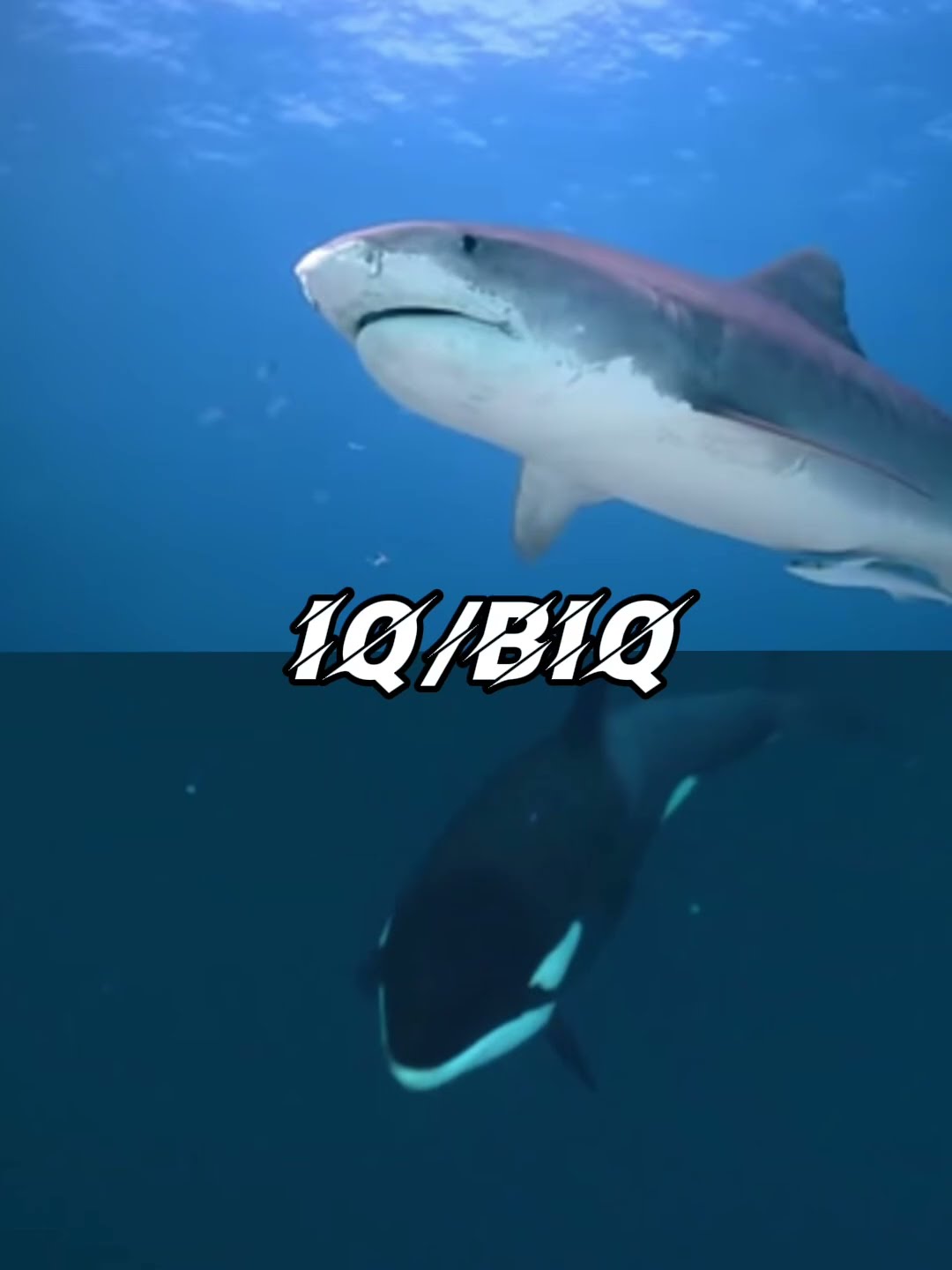 Great White Shark VS Killer Whale - YouTube