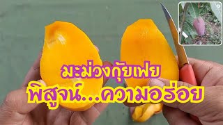 พิสูจน์ความอร่อยมะม่วงกุ้ยเฟย