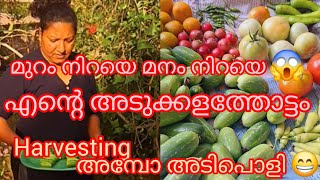 എന്റെ അടുക്കള തോട്ടം/vegitablegarden@dollisworld