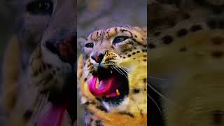 @Mallet4 VS @Banuke2993 who wins?#Editor VS #Editor#Edits#snow#leopard#jaguar#edit.