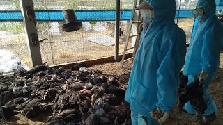 彰化大城土雞場傳H5N2禽流感 撲殺9556隻清場消毒