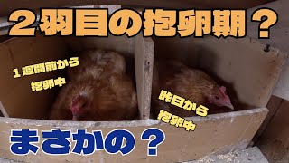 【鶏】まさかの２羽目抱卵か？