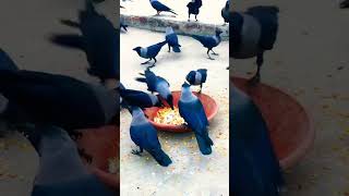 Crow feeding cheese #birds_and_animal_sounds #birds #animalsounds #croweating #birdsounds #crowcalls