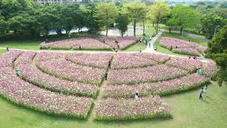 2023古亭河濱公園醉蝶花海