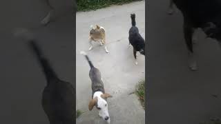 Adopt stray dog street dog Pluto aap bhi adopt kriy #shortvideo #ytshort #shorts #dog #frenco #viral