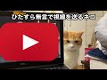 映画に夢中の飼い主に無言の圧力をかける猫