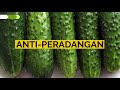 baik untuk ginjal.. manfaat mentimun jika dimakan setiap hari