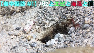 【海中探訪log#1】ハゼとエビと海藻 [goby \u0026 shrinp \u0026 algae]