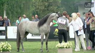 N 59 PERA KL   All Polish Arabian Horse Championship   Fillies 2 Years Old Class 6B