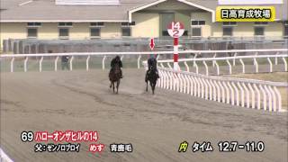 【2016育成馬展示会　調教映像】上場番号69 ハローオンザヒルの１４