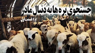 (بره ها برای شیرخوردن سراغ مادررامی‌گیرند دیدنی ترین لحظه وصال دردامسراهاست ( اول