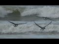 huitrier pie vol pêche aux moules oystercatcher flight mussel fishing