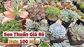 Thêm lô sen đá giá rẻ dễ trồng ai cũng chơi được | succulent Gia Nghia