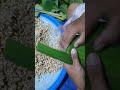 cara membungkus tempe dengan daun pisang tempe