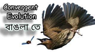 Convergent Evolution || বিবর্তনের পদ্ধতি || Analogous Structure || Homoplasy || Explained very easy!