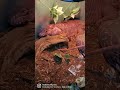 day in the life of a security camera technician tegu shortsvideo reptile