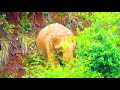 ஊட்டி காட்டுக்குள் மழையில் ஒரு திகில் பயணம் elephant ooty flood ooty