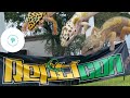 •⚠️LIVE REPTILES•(2023)• •ReptiCon Highlights•Jacksonville, FL•