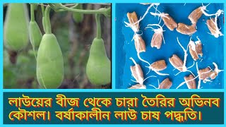 লাউয়ের বীজ থেকে চারা তৈরির অভিনব কৌশল। বর্ষাকালীন লাউ চাষ পদ্ধতি।