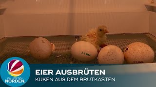 Küken aus dem Brutkasten: Landwirt aus Lübeck brütet Eier aus