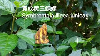 寬紋黃三線蝶  Butterfly: Symbrenthia lilaea lunicas