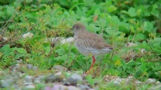 アカアシシギ（1）繁殖地（野付半島） - Common Redshank - Wild Bird - 野鳥 動画図鑑