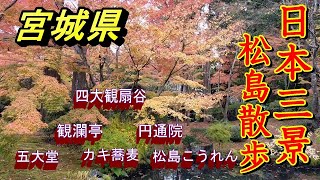 【松島情報】【紅葉】日本三景を散歩！久しぶりの人出　【宮城県松島】2021 11 12】