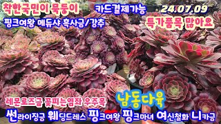 남동다육(1)에어니옴 묵둥이 꽃피는염좌 우주목 흑사금 온슬로우 벽옥금 마리안느금 여신철화 핑크여왕등