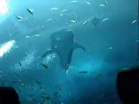 What movies were filmed at Georgia Aquarium?