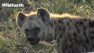 WildEarth - Sunset  Safari - 18 June 2022