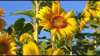 Sunflowers - Соняшники