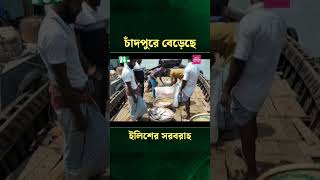 চাঁদপুরে বেড়েছে ইলিশের সরবরাহ #shorts  #news