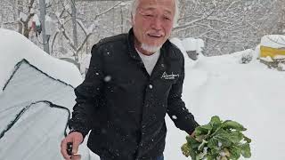 눈 40cm 쌓인 마당에서 온실속에 배추 ㅋㅋㅋㅋㅋ 뜯어 점심으로 삼겹살 먹어요.