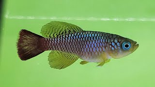 How to breed Nothobranchius killifish by Devin Espinoza. TAKO