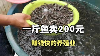 小伙斥巨资包下臭水沟养鱼,一斤鱼200元一头牛20万,几年后大赚1亿