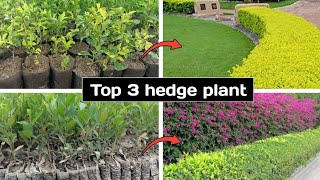 Best hedge plant for home ||  Top 3 hedge plant name \u0026 price || Enarmy Lalsa Duranta ||