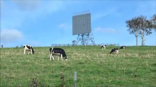 城岱牧場～放牧された牛がのんびりと草を食べる光景～