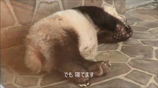 寝てたのでパンダのお食事タイムはなかったです【面白ポーズあり】2019年6月11日