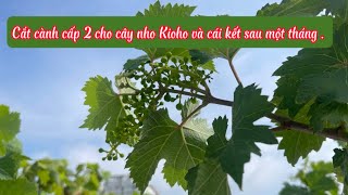 Chia sẻ 3 giai đoạn cắt cành cây nho kioho : cắt cành , sau 2 tuần, sau một tháng.