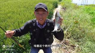 草洞硬拔大板鲫“夏天的第一条斤鲫”侧飞成功上岸！