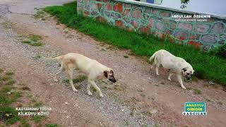 Kastamonu Tosya Kilkuyu Köyü