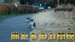 【野良猫】猫たちの力関係【地域猫】