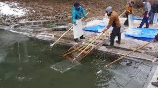 天然氷切り出し 白沢池水揚げ 松月氷室